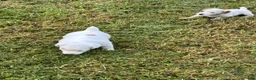 Jack Russell Terrier dogs for sale: Girl 2 - Ad 3