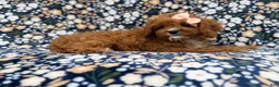 Cavapoo dogs for sale: Biscuitly - Ad 7