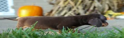 Miniature Dachshund dogs for sale: Zippy🐾 - Ad 19