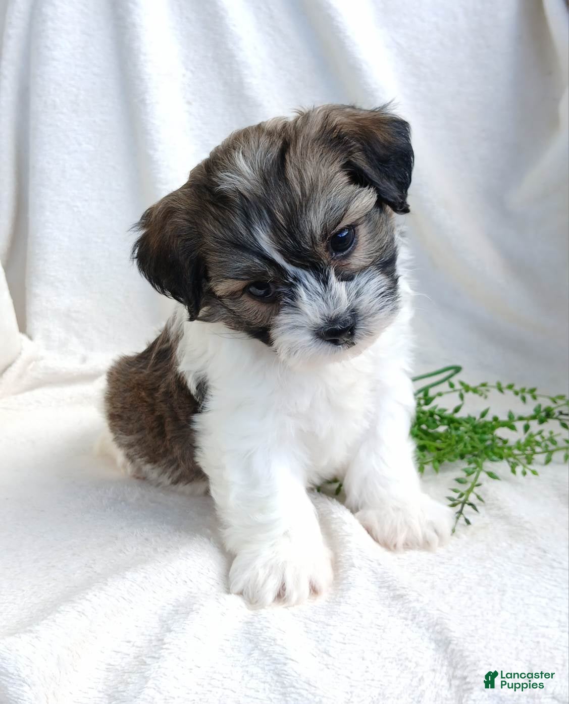Teddy Bear dogs Dustin - Ad 1