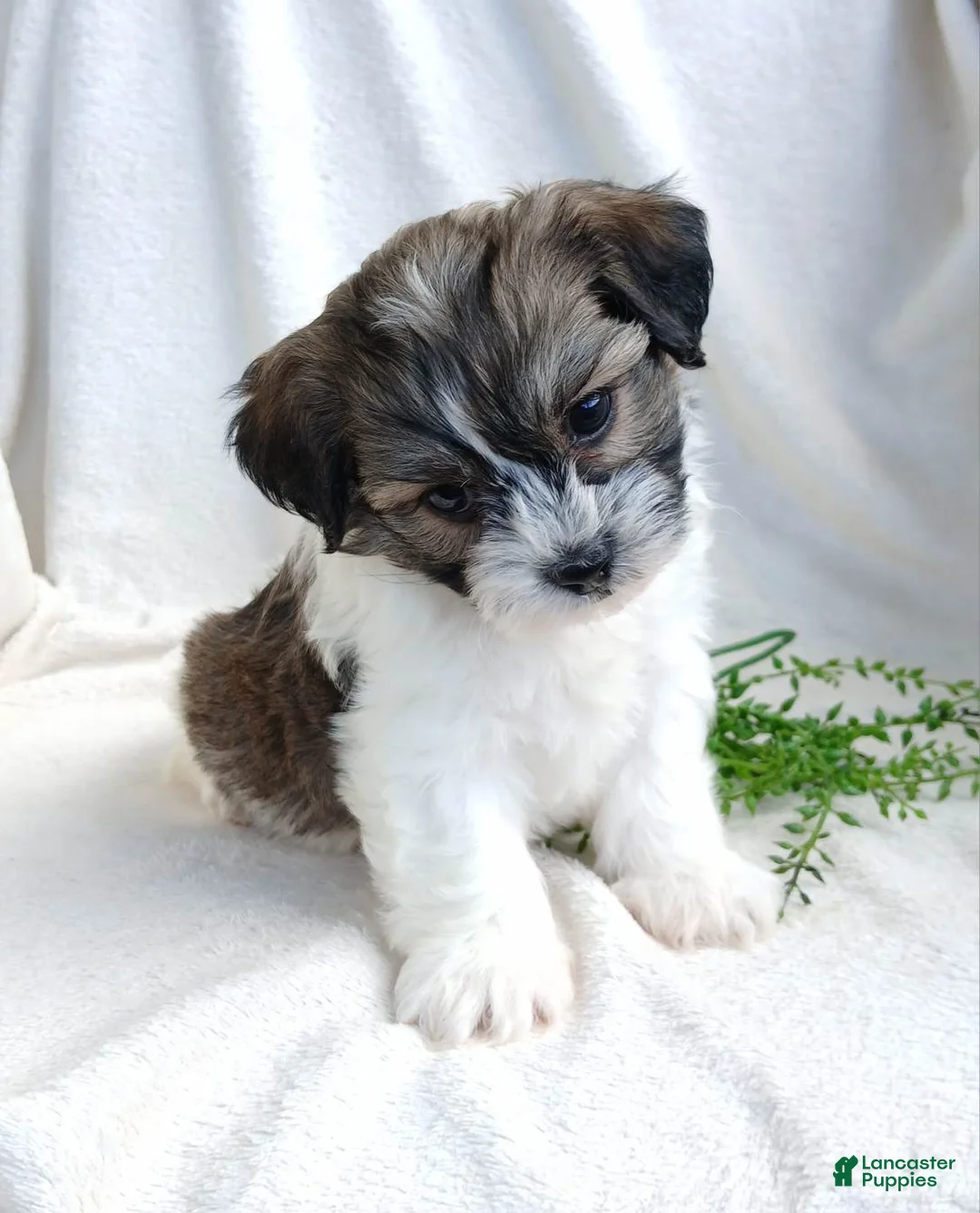 Teddy Bear dogs for sale: Dustin - Ad 1