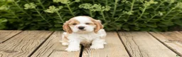 Cocker Spaniel dogs for sale: Patches  - Ad 3