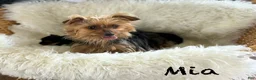 Yorkshire Terrier dogs for sale: Miah - Ad 13