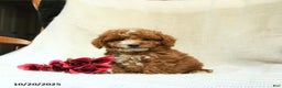Cockapoo dogs for sale: Curtis - Ad 3