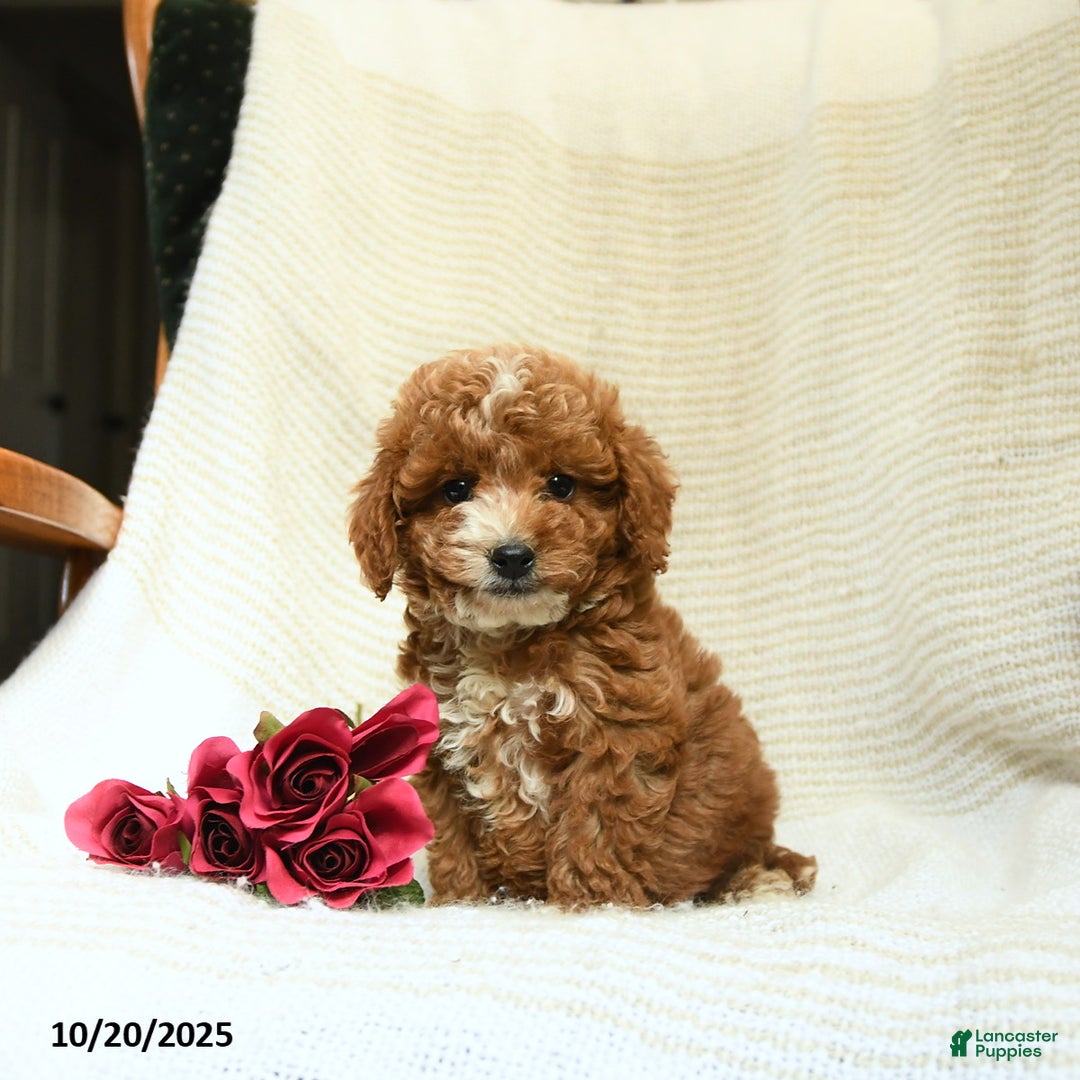 Cockapoo dogs for sale: Curtis - Ad 3