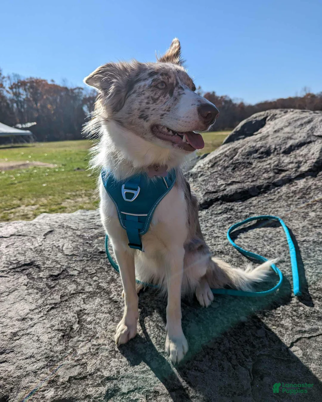 Border Collie dogs for sale: Male 3 - Ad 2