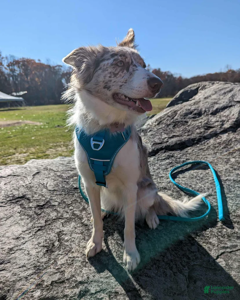 Male 4 Border Collie for sale in Lords Valley | Lancaster Puppies