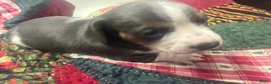 Miniature Dachshund 1