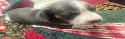 Miniature Dachshund dogs for sale: Miniature Dachshund 1 - Ad 1