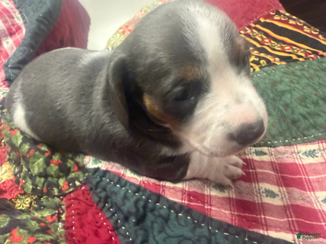 Miniature Dachshund dogs for sale: Miniature Dachshund 1 - Ad 1