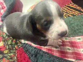 Miniature Dachshund dogs Miniature Dachshund 1 - Ad 23