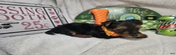 Yorkshire Terrier dogs for sale: Sofia (Black and Red) - Ad 3