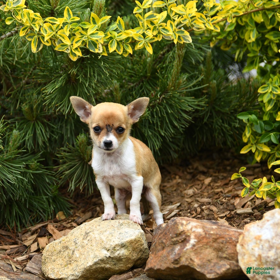 Chihuahua dogs Chelsea - Ad 2