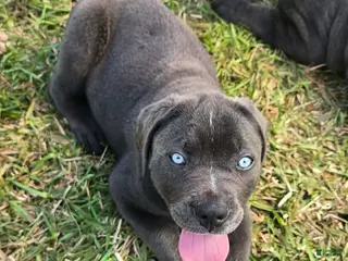Cane Corso dogs for sale: Stella - Ad 2
