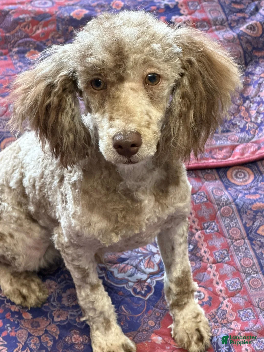 Miniature Poodle dogs for sale: Speckles - Ad 2
