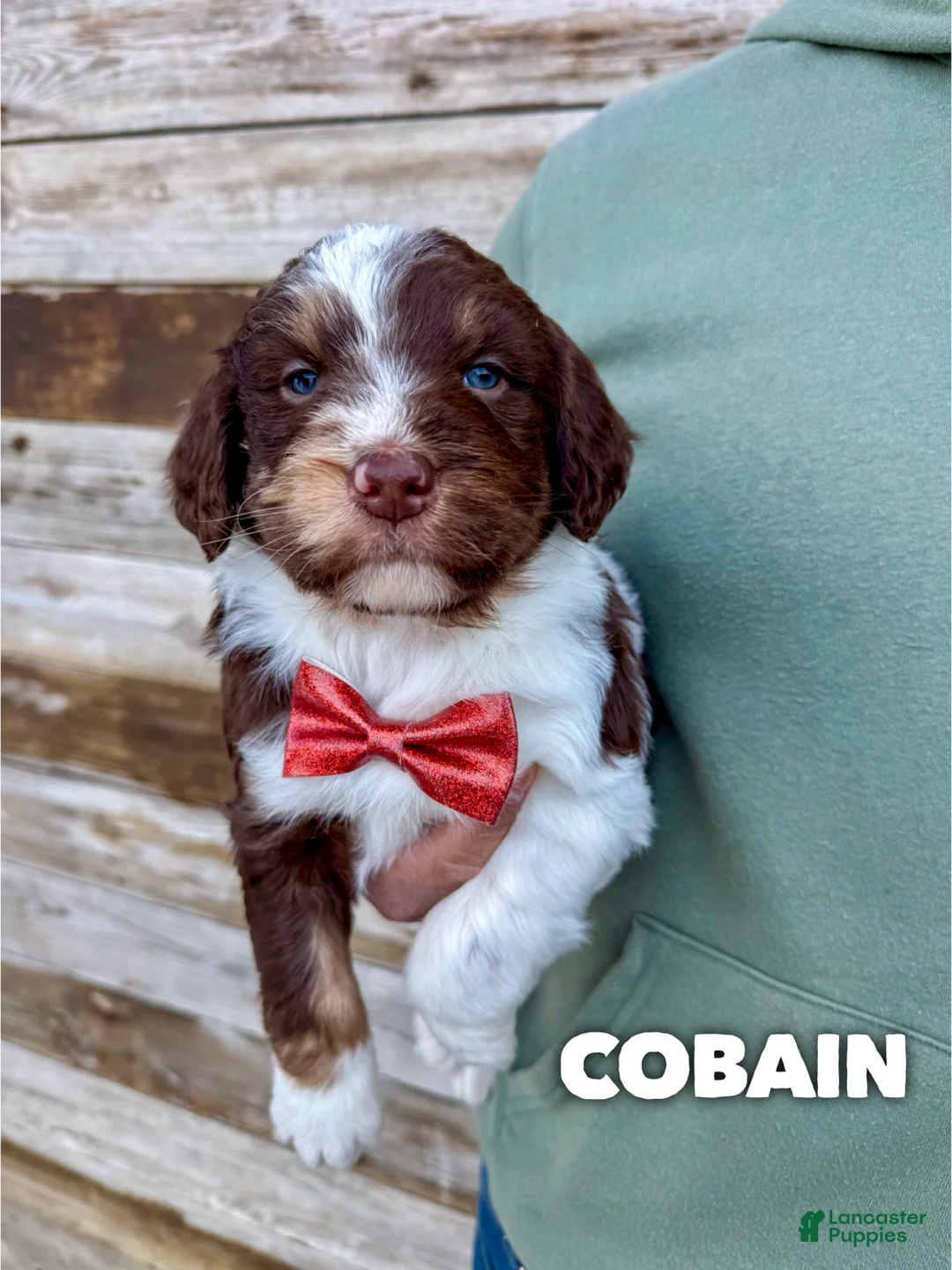 Aussiedoodle dogs for sale: Cobain - Standard F1 - Ad 2