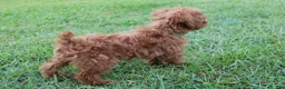 Toy Poodle dogs for sale: Toy Poodle Puppy 1 - Ad 3
