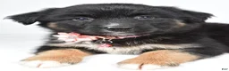 Miniature Australian Shepherd dogs for sale: Skye - Ad 9