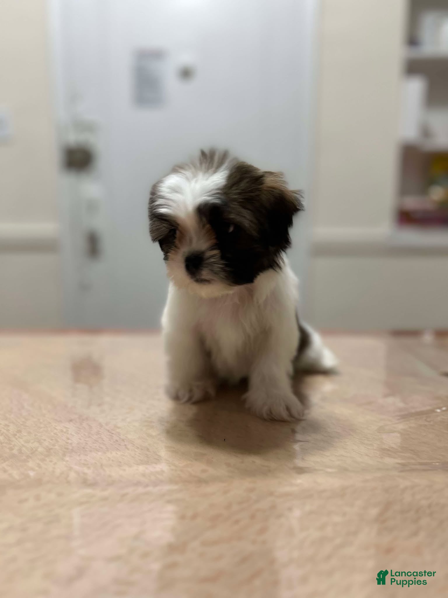 Shih Tzu dogs Pinky - Ad 1