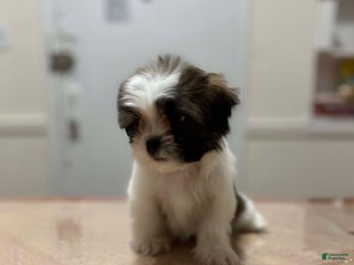 Shih Tzu dogs Pinky - Ad 2
