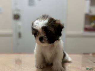 Shih Tzu dogs Pinky - Ad 39