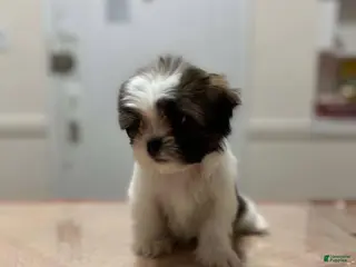 Shih Tzu dogs Pinky - Ad 27