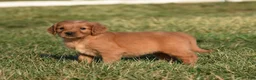 Golden Retriever dogs for sale: Princess      Genetic/OFA - Ad 8
