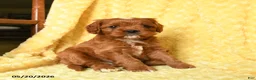 Cavapoo dogs for sale: Mickey - Ad 1
