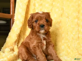 Cavapoo dogs for sale: Mickey - Ad 1