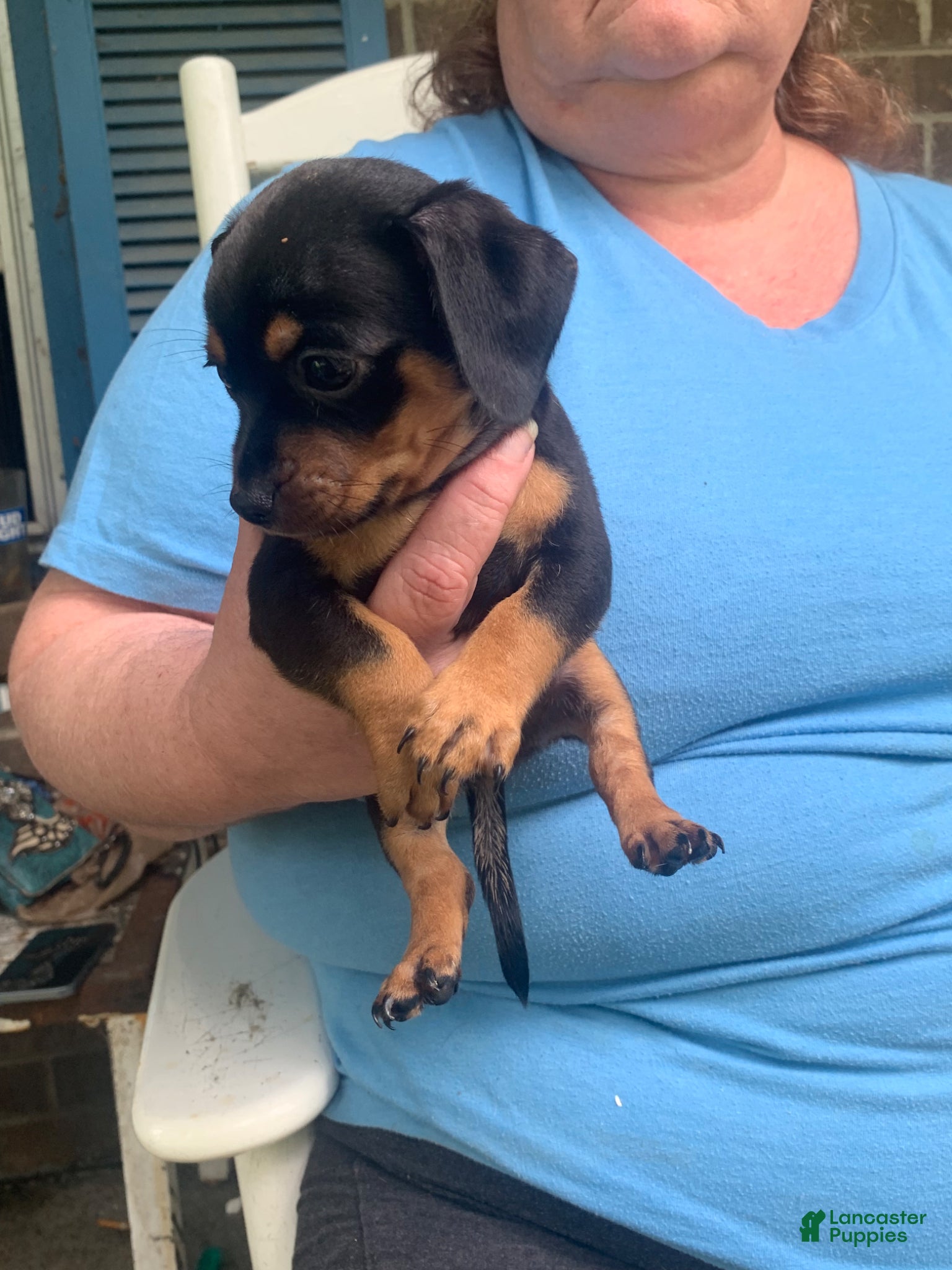 Chiweenie dogs Chiweenie Puppy 1 - Ad 10