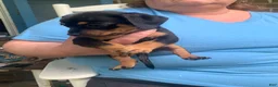 Chiweenie dogs for sale: Chiweenie Puppy 1 - Ad 1