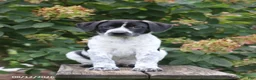 Mixed Breed dogs for sale: Sadie - Ad 4