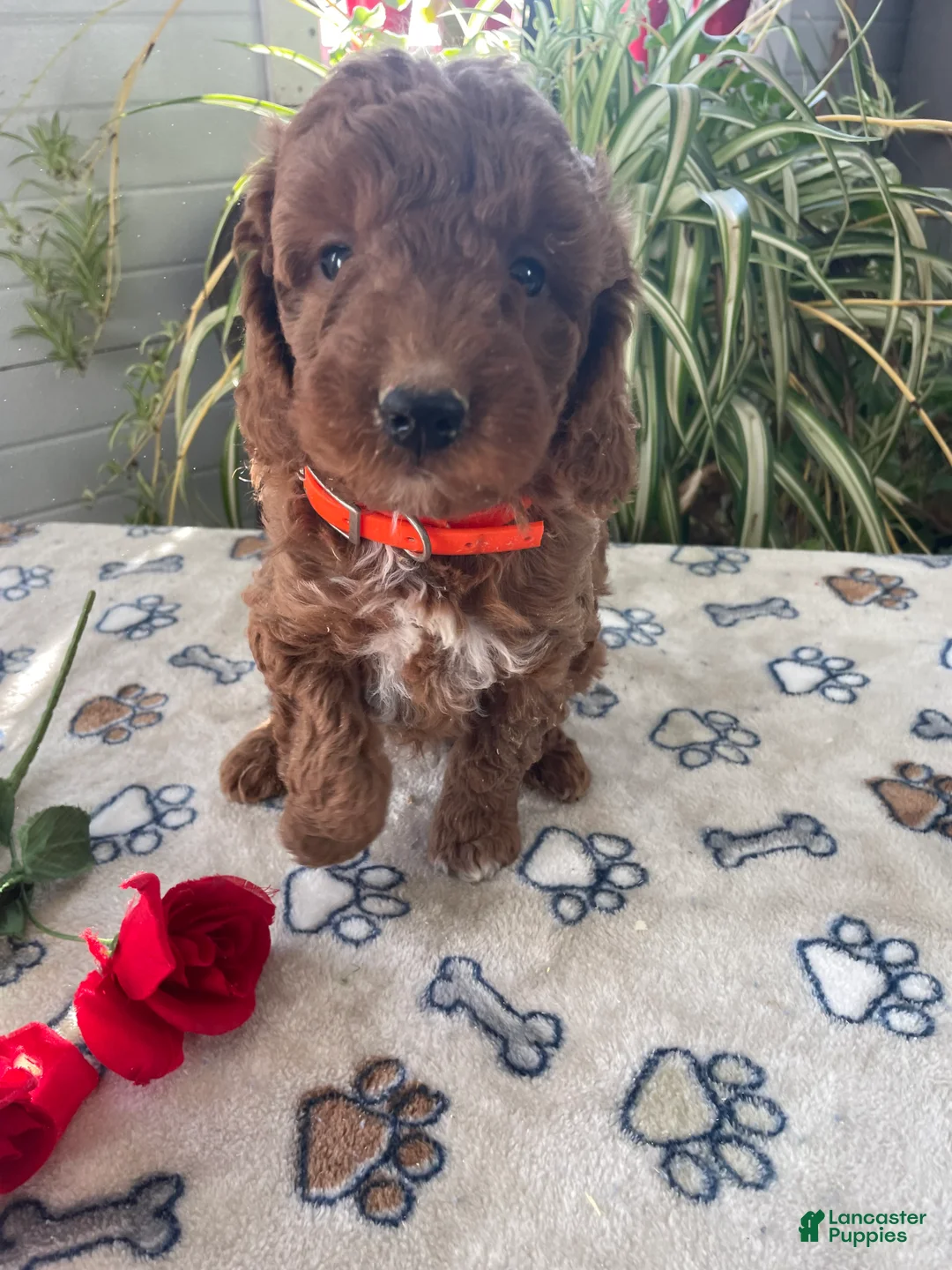 Mini Goldendoodle dogs for sale: Henry - Ad 3