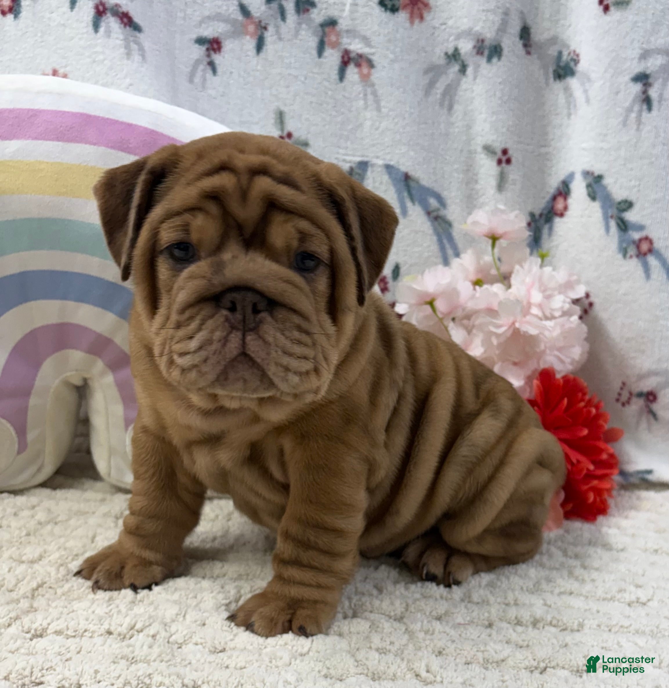 English Bulldog dogs Zeb - Ad 2