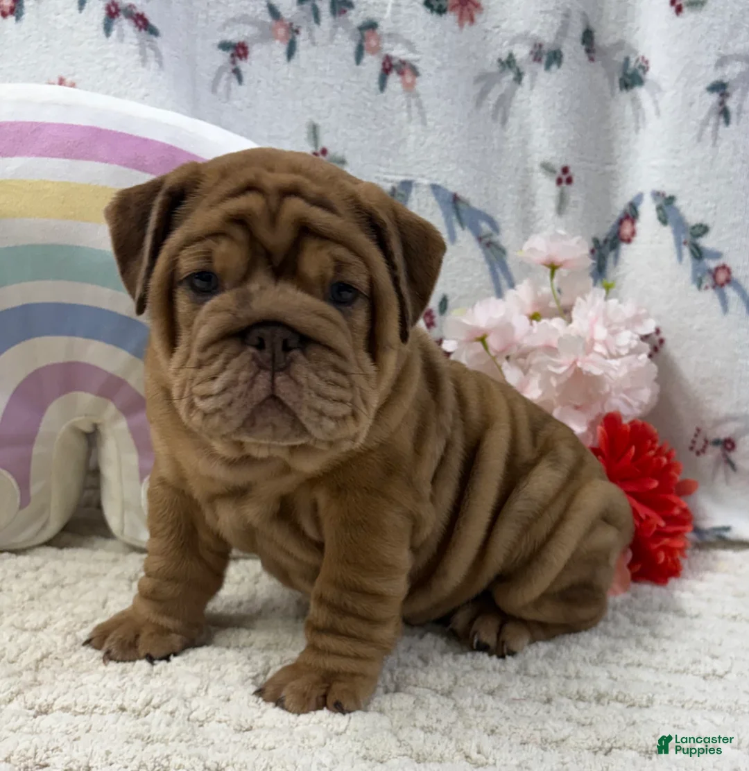 English Bulldog dogs for sale: Zeb - Ad 2