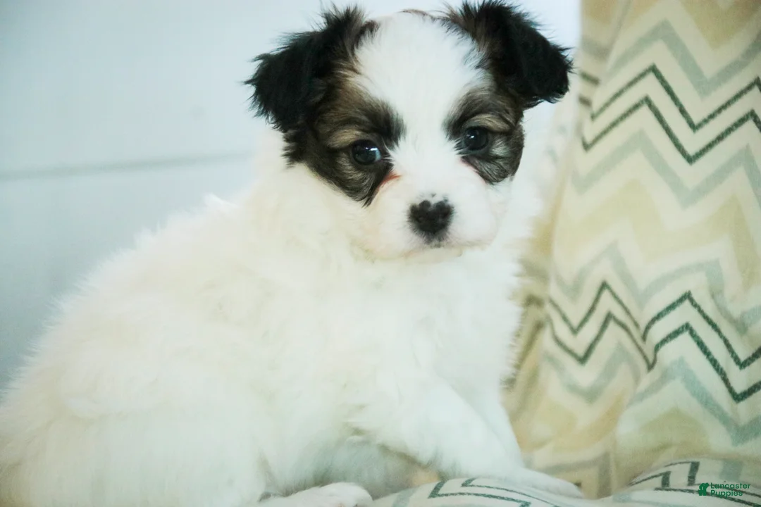 Papillon dogs for sale: Maisy - Ad 2