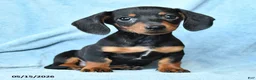 Dachshund dogs for sale: Vance - Ad 4