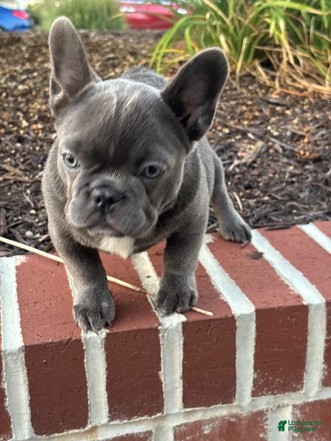 French Bulldog dogs for sale: French Bulldog 2 - Ad 2