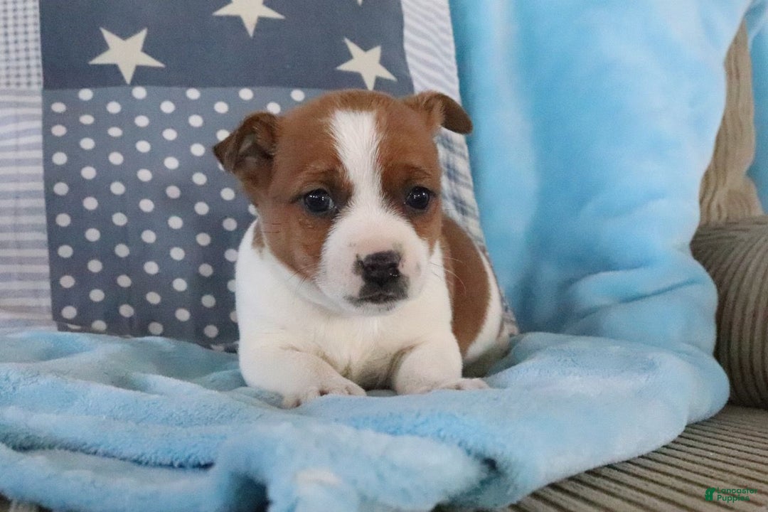 Jack Russell Terrier dogs for sale: Steven - Ad 3