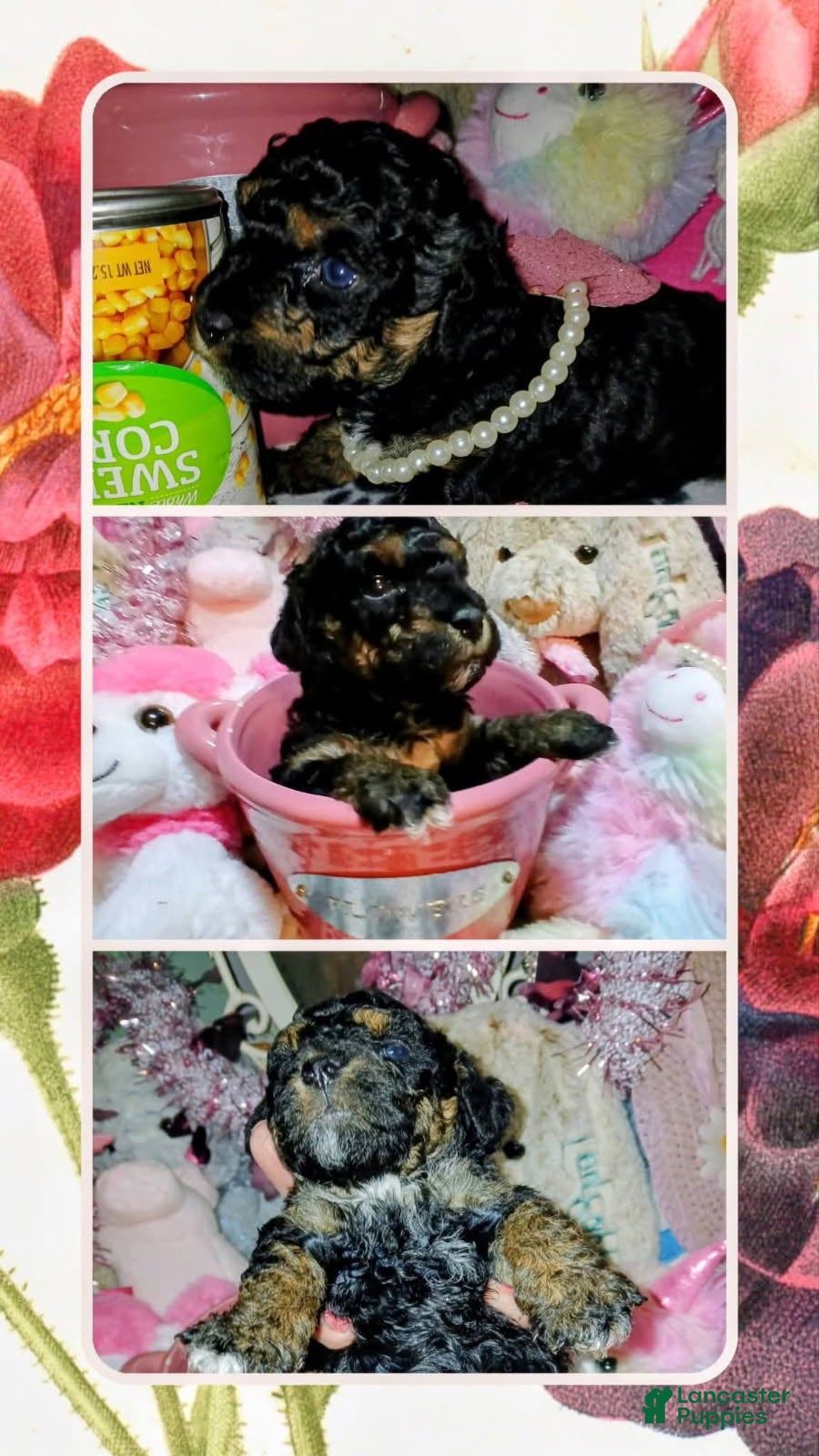 Toy Poodle dogs Fancy - Ad 2