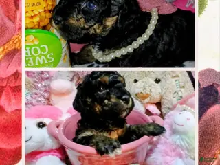 Toy Poodle dogs Fancy - Ad 2