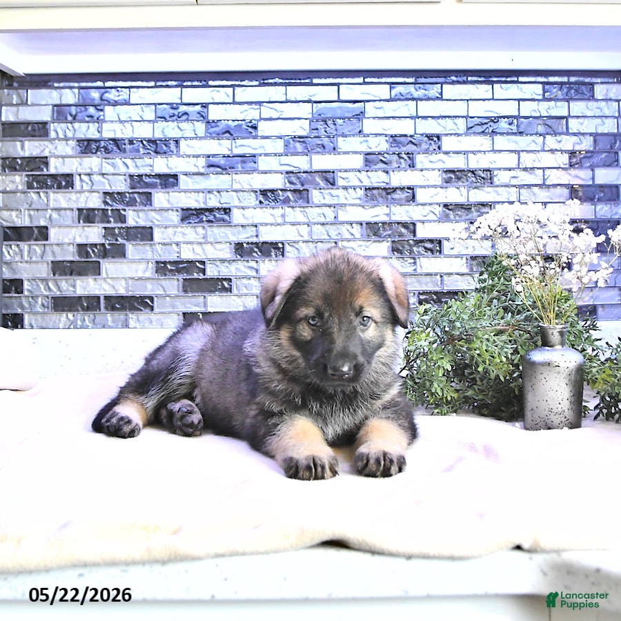 German Shepherd dogs Crystal - Ad 2