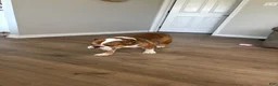 Mixed Breed dogs for sale: Diesel (Diesel) - Ad 2