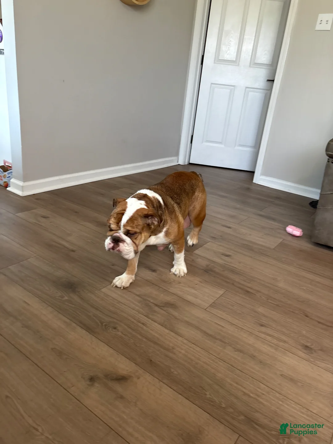 Mixed Breed dogs for sale: Diesel (Diesel) - Ad 2