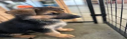 German Shepherd dogs for sale: Patriot - Ad 7
