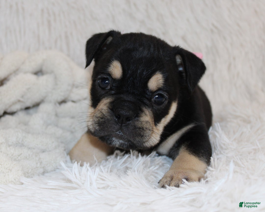 English Bulldog dogs for sale: Paris - Ad 8