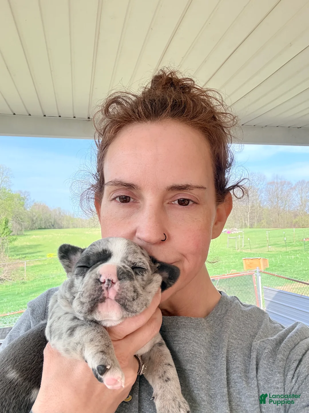 Frenchton dogs for sale: Frenchton Puppy 3 (walker) - Ad 2