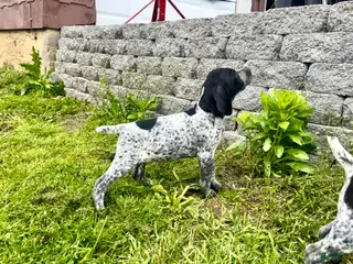 German Shorthaired Pointer dogs Elvira - Ad 20