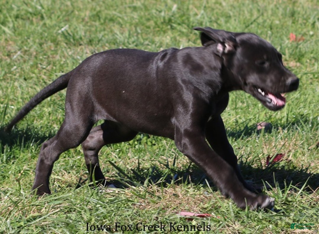 Great Dane dogs for sale: Great Dane Puppy 5 - Ad 9