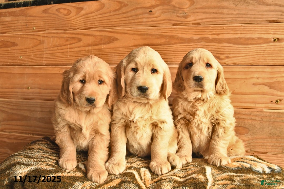 Golden Retriever dogs for sale: Carter  - Ad 3